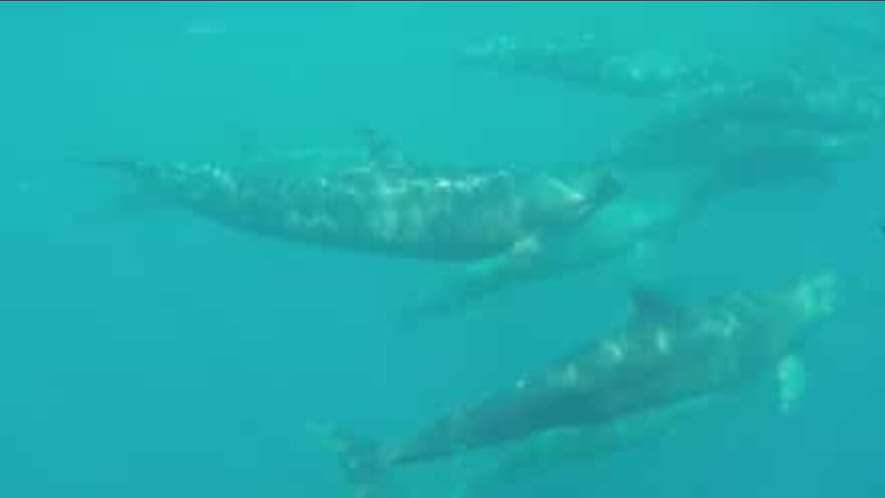 Group false killer whales spotted migrating in Australia