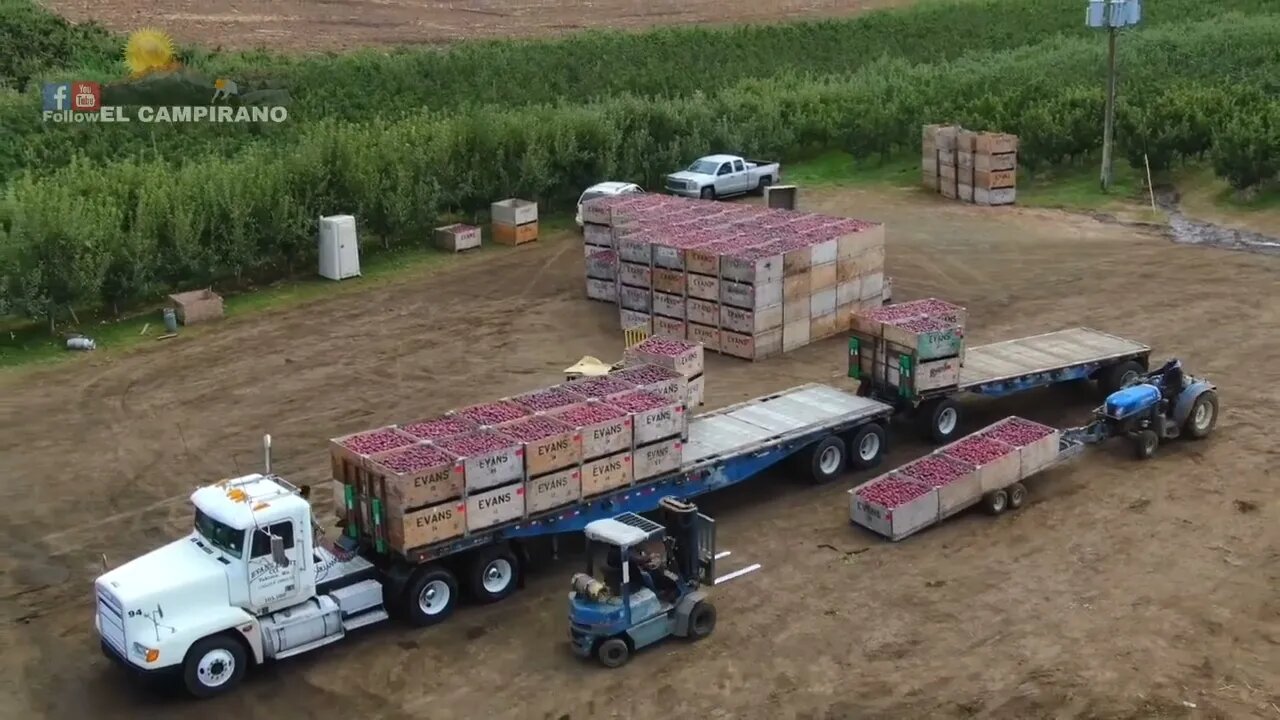 THE MOST BIGGEST APPLE FARM