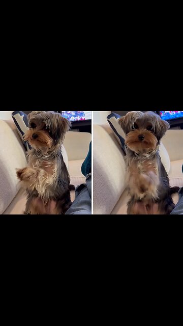 Adorable Yorkie stands on two legs and prays