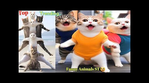 clips of funniest cats and dogs