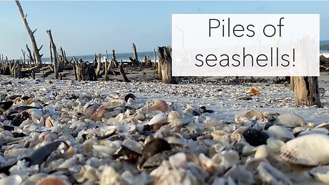 What will you find on a shell tour? Kice Island beach treasures found!