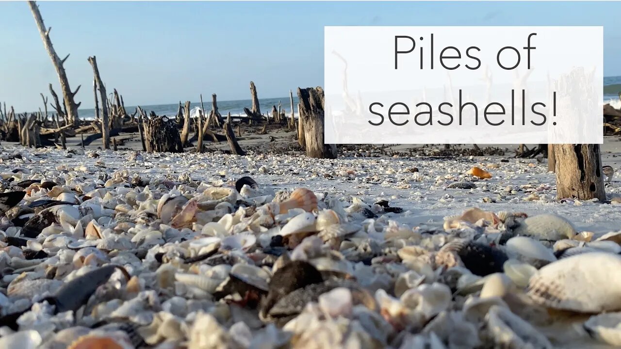 What will you find on a shell tour? Kice Island beach treasures found!