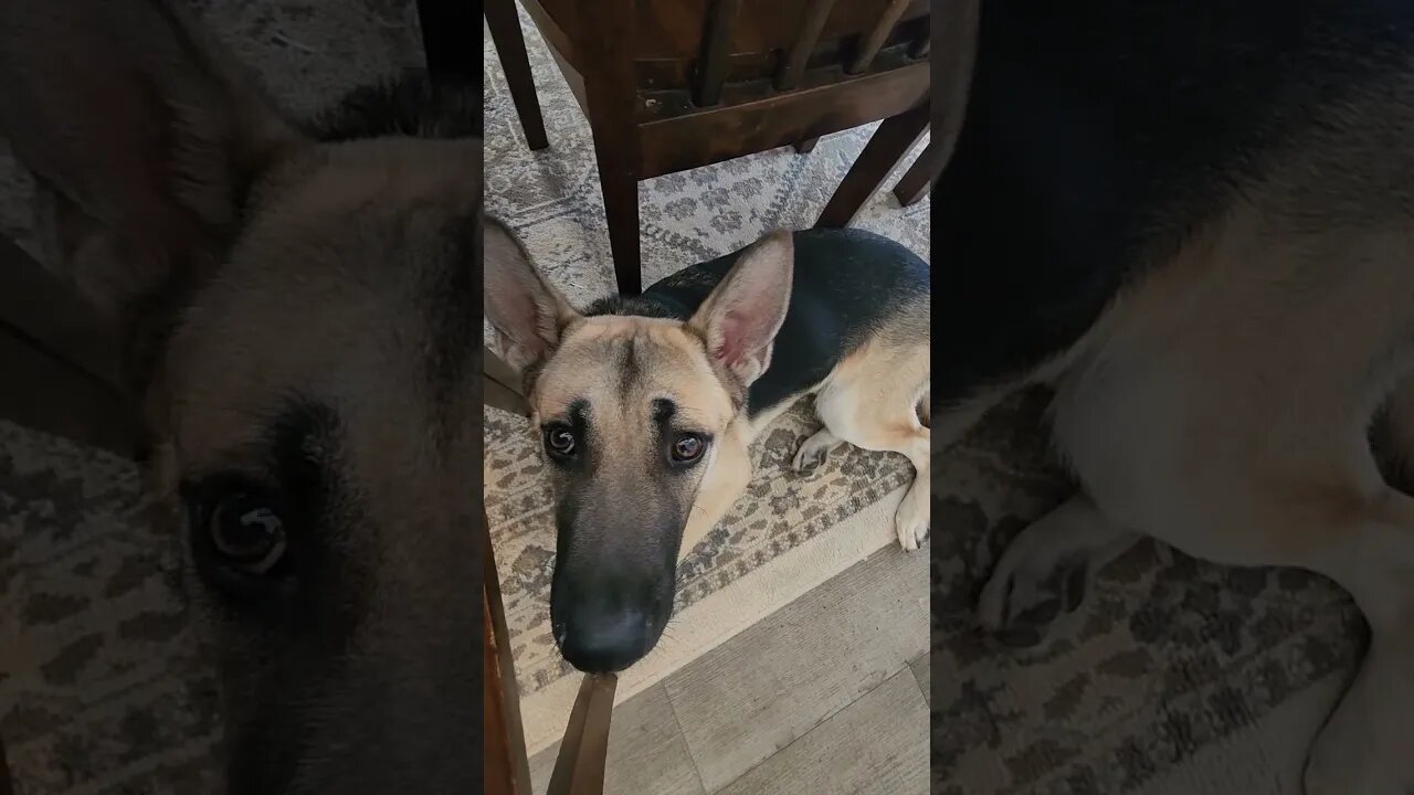 When the gun jams... #edc #guns #pistol #germanshepherd #shorts #draco