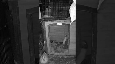 The secret lives of birds