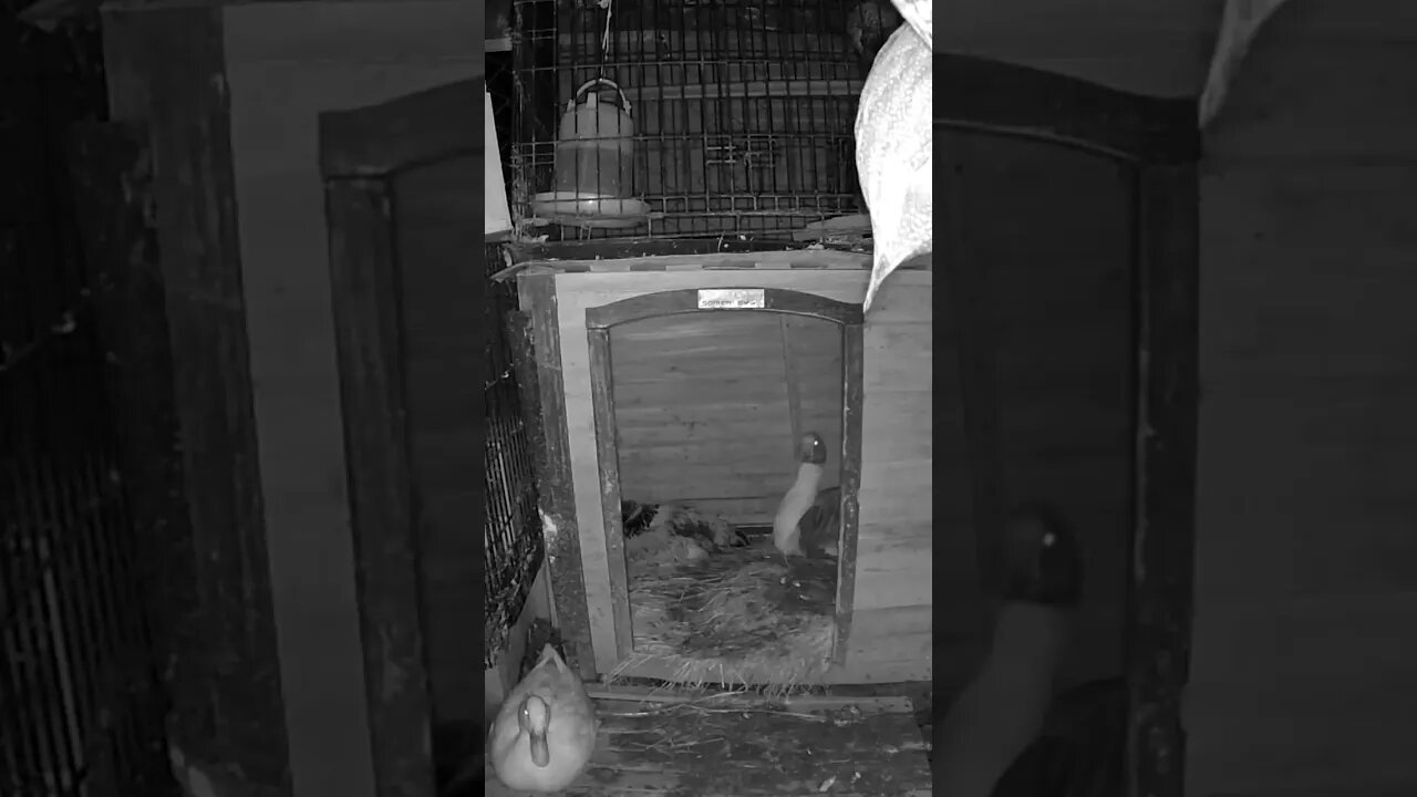 The secret lives of birds