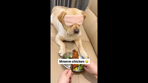 Cute dog taste test😂🤩