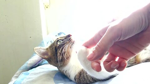 Cute Purring Cat Bites My Finger