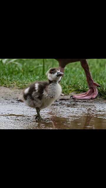 Cute Duck Baby Funny videos|Lovely duck baby videos