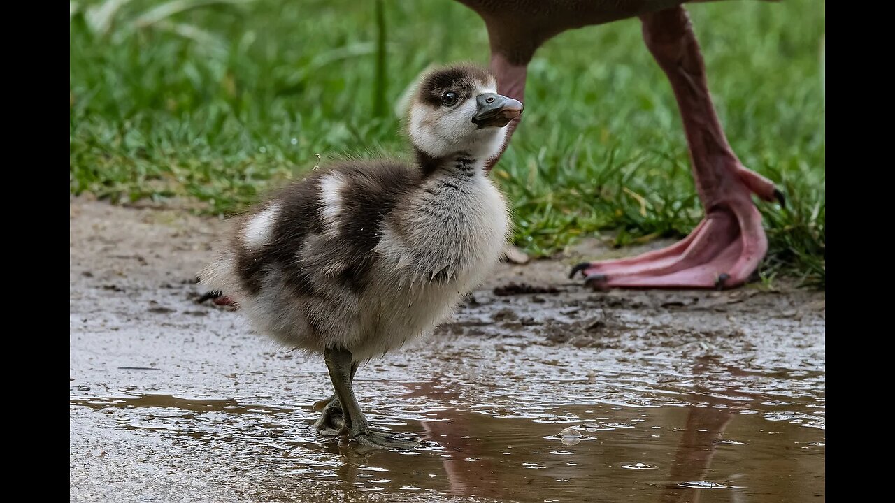 Cute Duck Baby Funny videos|Lovely duck baby videos