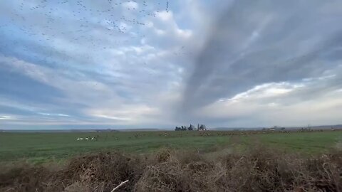 EPIC SNOW GOOSE HUNT!!!-10