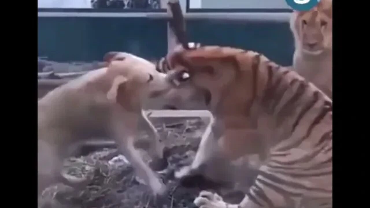 #shorts Dog stops tiger and lion from FIGHTING!!!! #animals