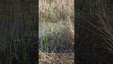 The Beaver is Back for a Swim