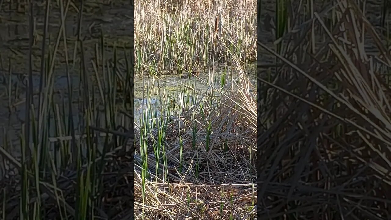 The Beaver is Back for a Swim