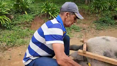 seu vino construiu uma carrocinha para seu porquinho