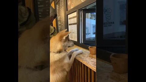 A cute dog asks for a treat from a shop assistant #shorts