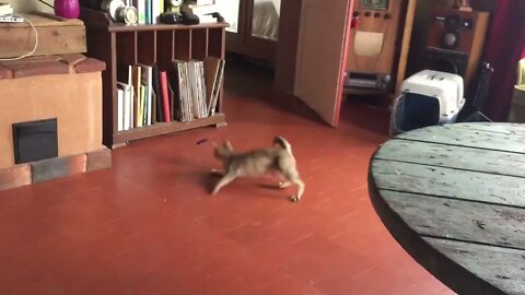 Cat or Dog?