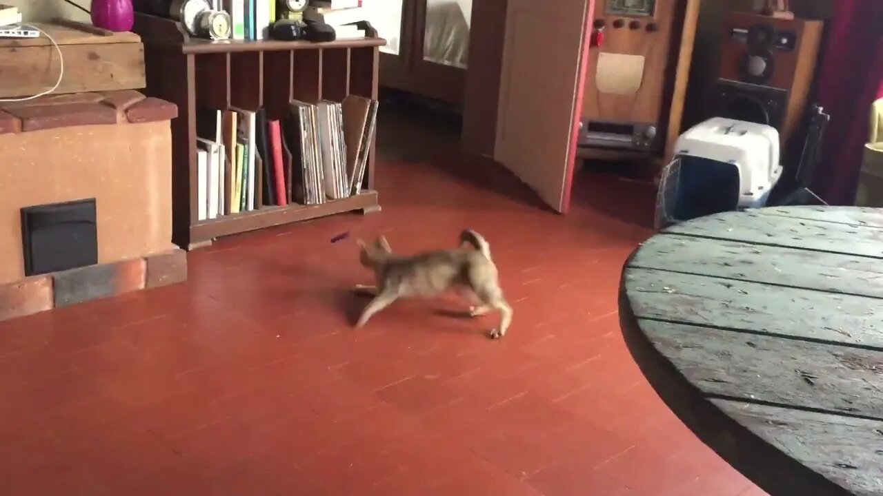 Cat or Dog?