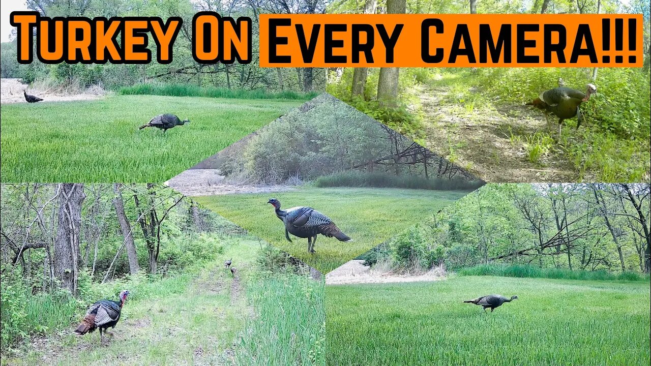 CRAZY Amount Of TURKEY FOOTAGE!!!