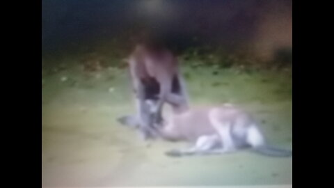 Crazy Kangaroo Fight Knock Out and put To Sleep