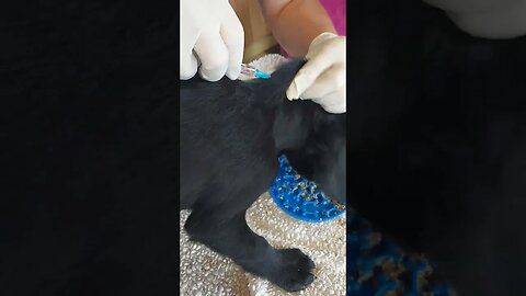 A Well Trained Vet. Pups Get Chipped and Vaccinated