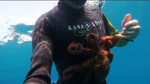 Friendly octopus is a sucker for hugs!