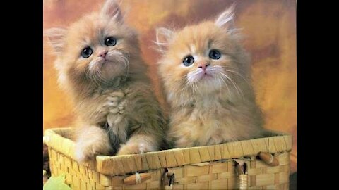 The most beautiful and most wonderful cats in the world