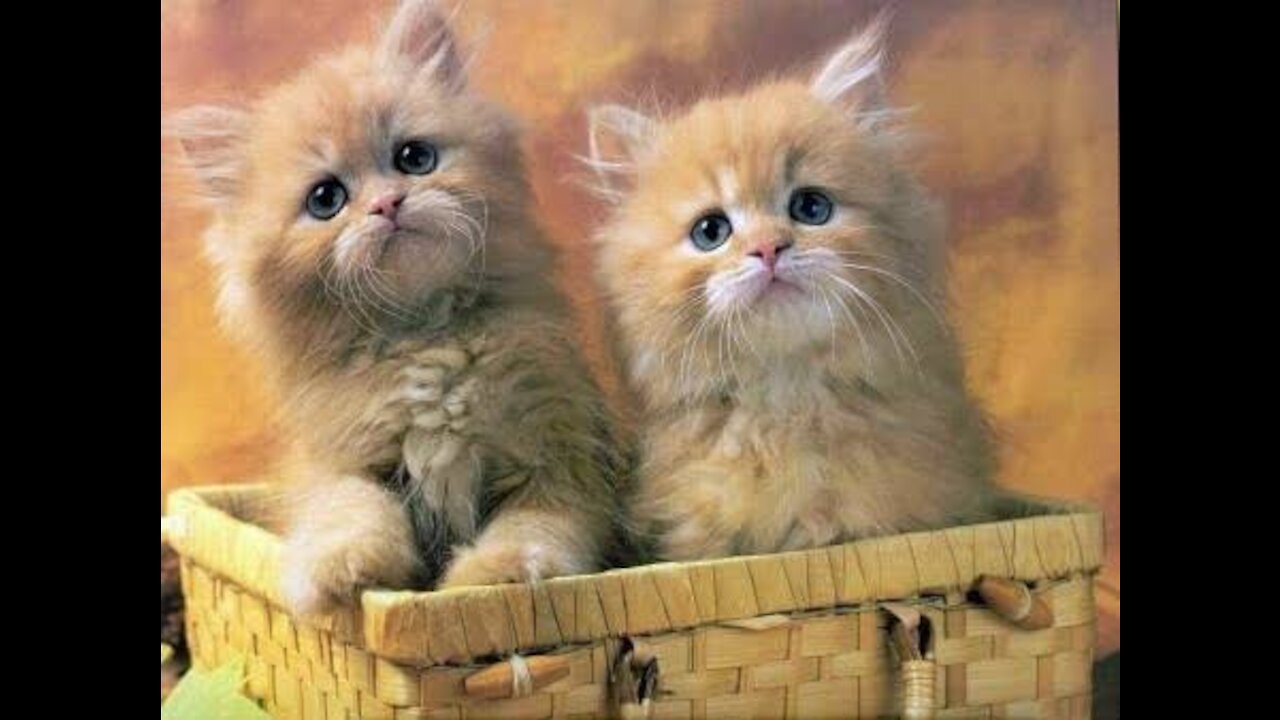 The most beautiful and most wonderful cats in the world