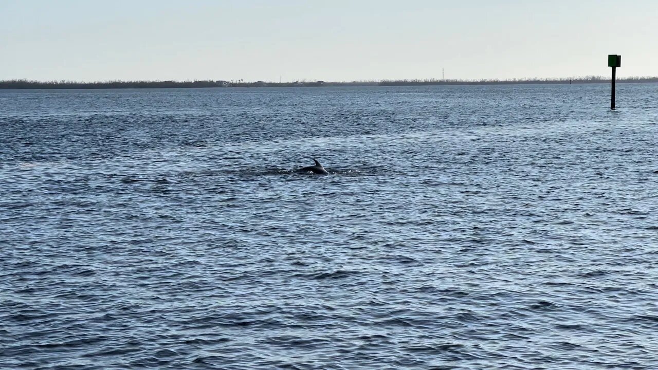 DOLPHINS SURROUNDED THE BOAT! CAPE CORAL, FLORIDA