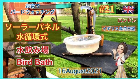 【鳥観察#21】ソーラーシステムの水飲み場/インコ / 水を飲むスターリング