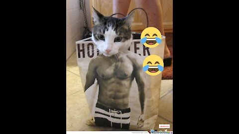 Awwwwww funny cat