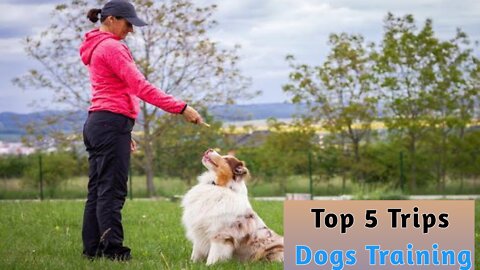 Top 5 Trips Dogs 🐶 Trening.