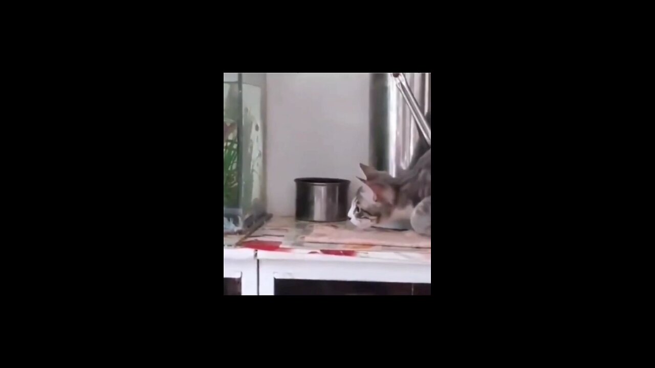 pet cat driving inteligently funny videos