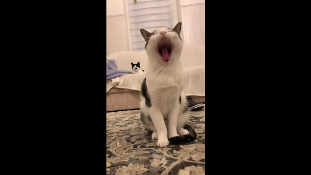 Funny cat singing opera #shorts