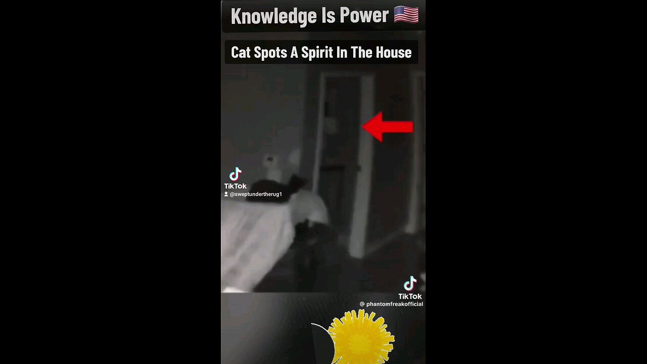 Cat Spot A Spirit In The House