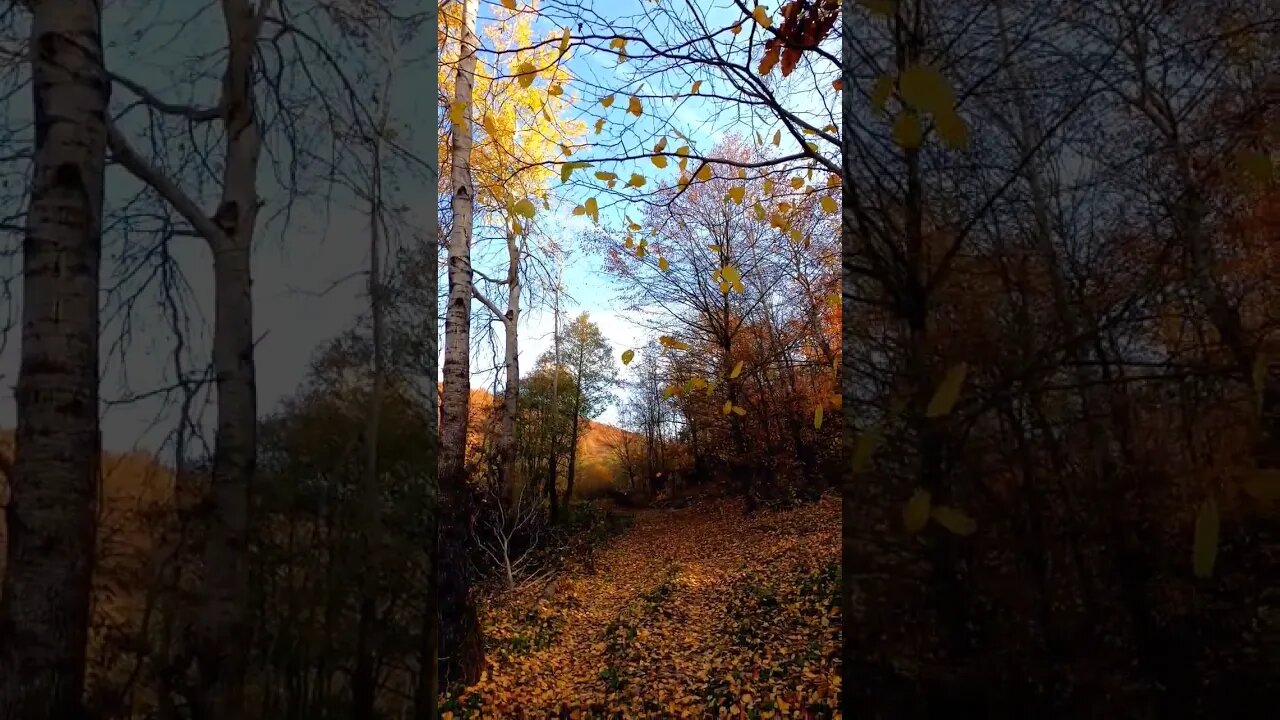 #shorts #fall #autumn #forest #toamna #pădure #padure #prinpăduri #leaf #calm #beautiful #nature