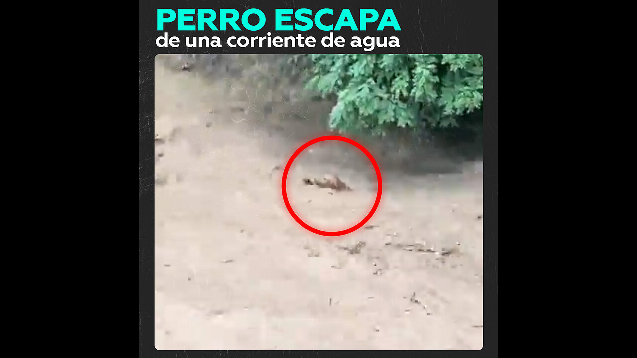 Perrito esquiva la muerte en una fuerte corriente de agua en México