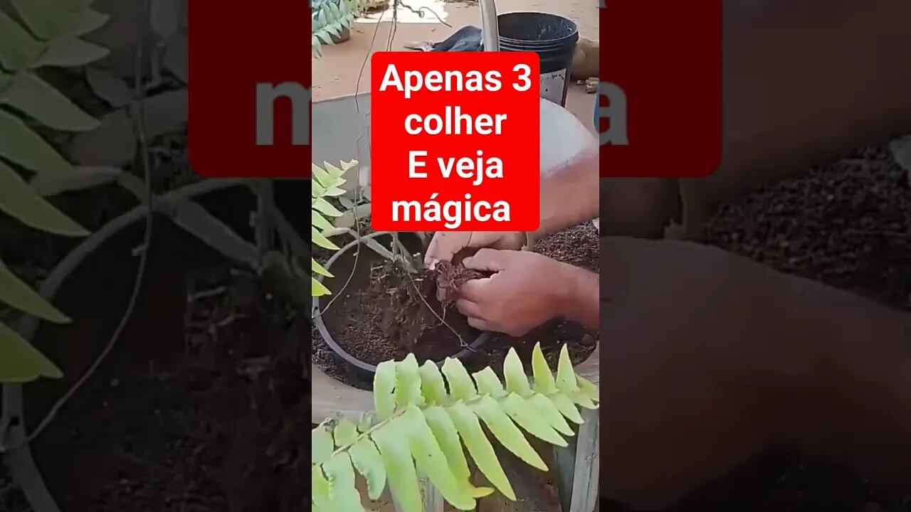 Como fazer adubo caseiro para flor de maio 3 mistura mágica #shorts