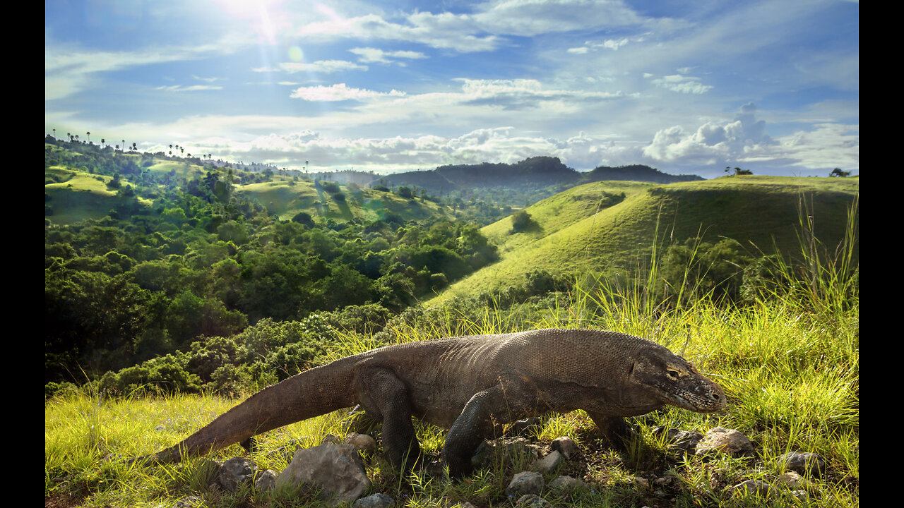 Mysterious Islands and Animals