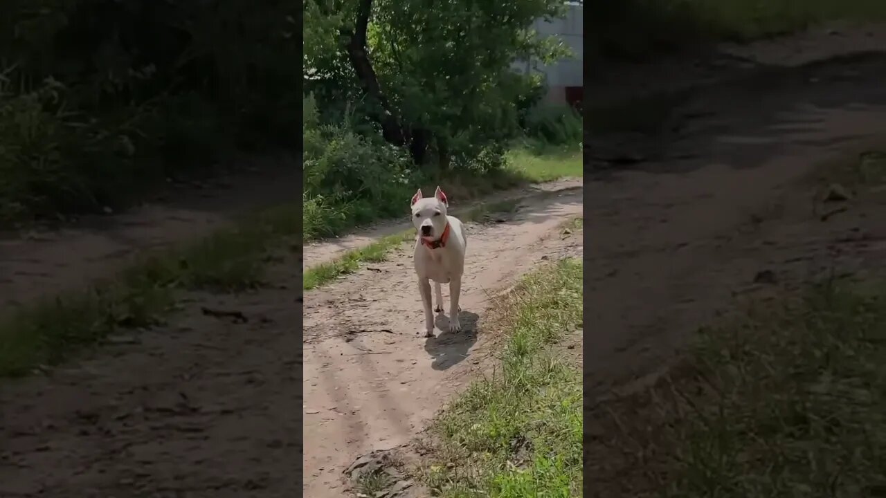 #shorts Смешные Собаки Из Тик Тока 96 Funny Dogs From Tiktok