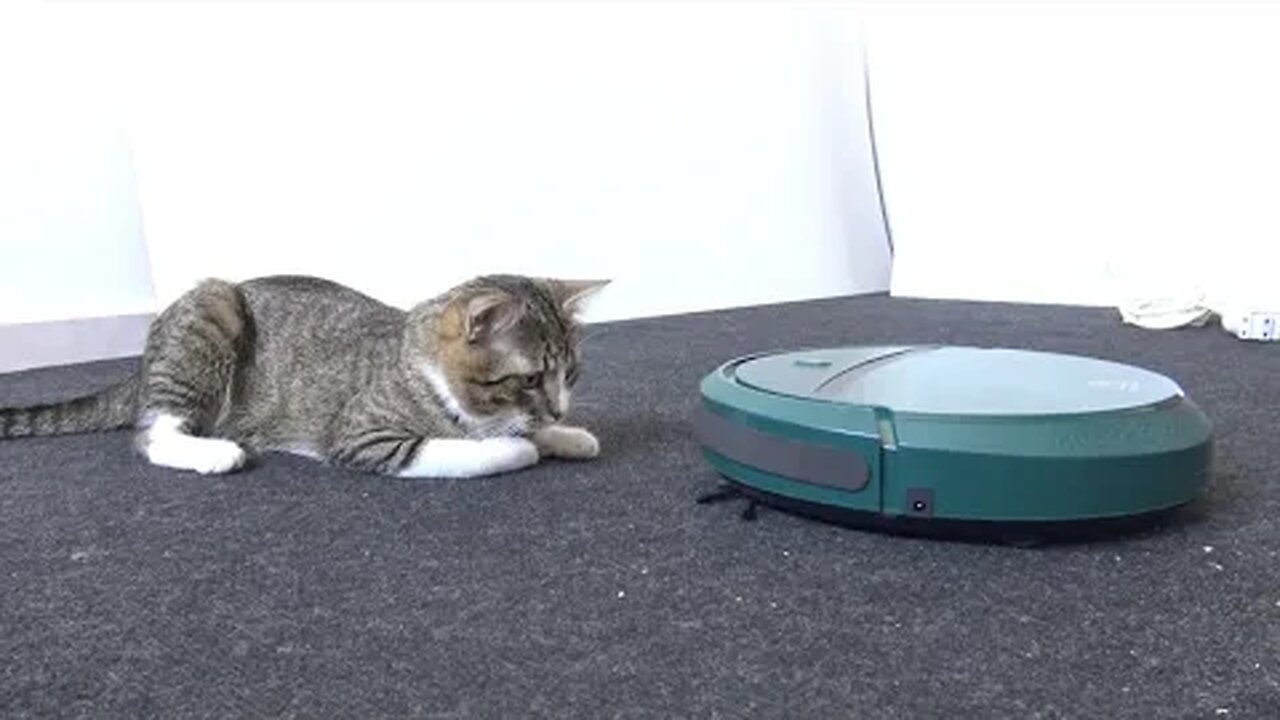 Funny Cat Reaction to Robot Sweeper