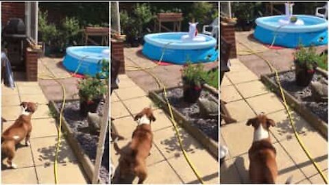 L'unicorno gonfiabile spaventa il cane