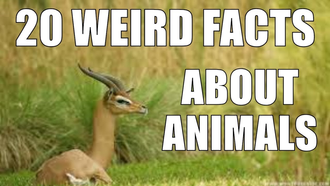 20 Completely Unknown Weird Animal Facts