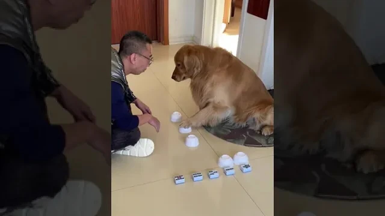 Playing funny game with my dog #pet #funnyvideo