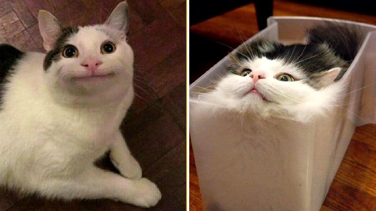 Cute TikTok Pets that Will 100% Make You Day Better🥰