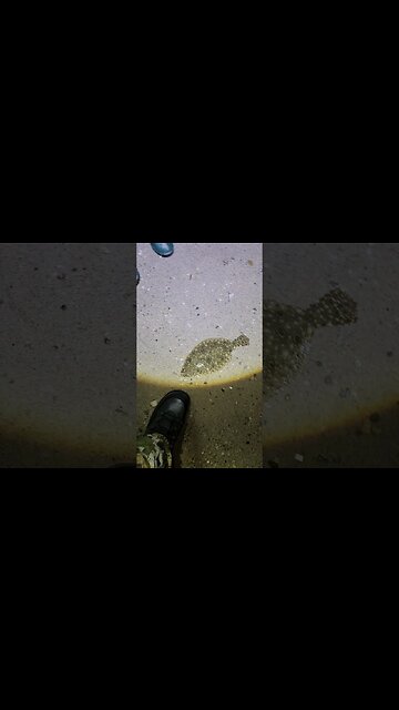 Cute Flounder on Shrimp bait