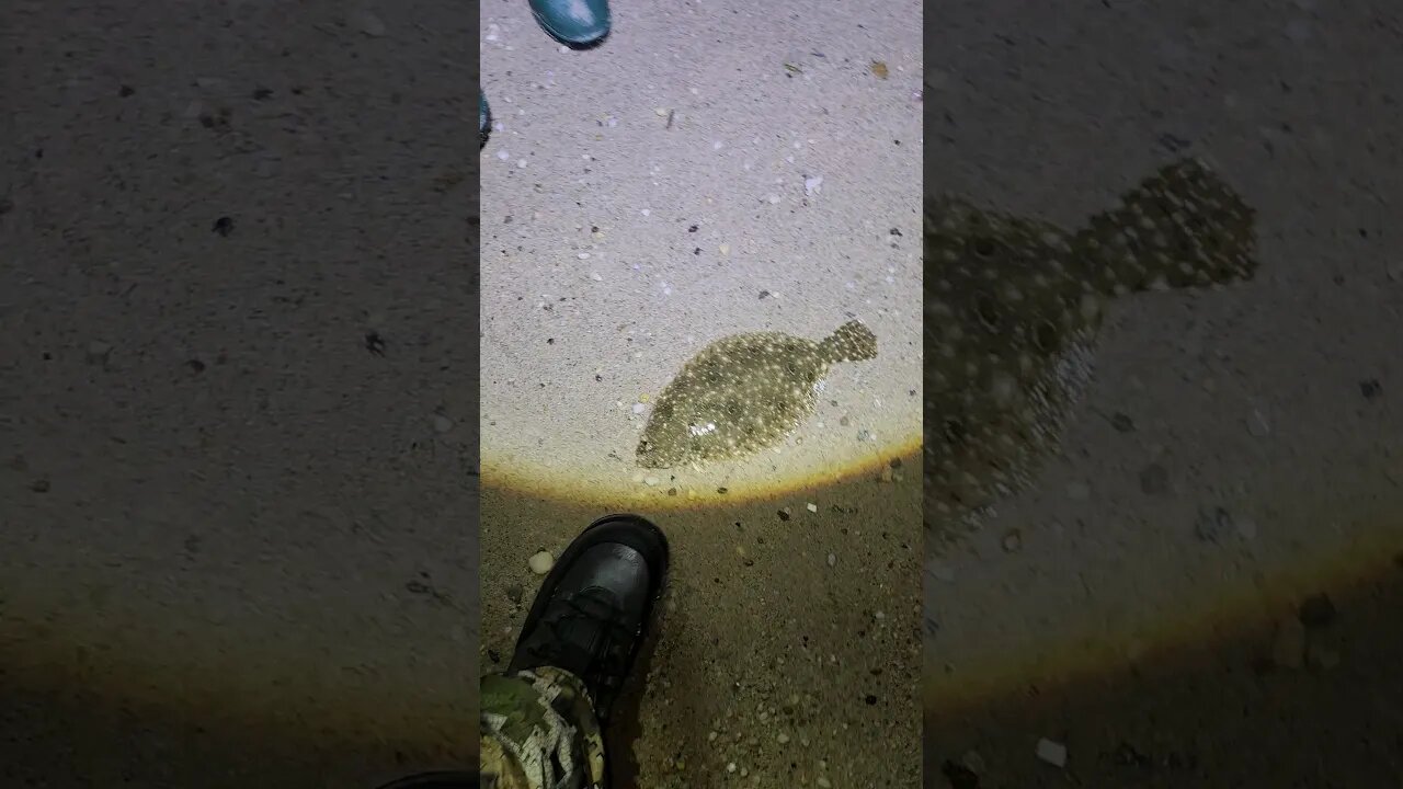 Cute Flounder on Shrimp bait