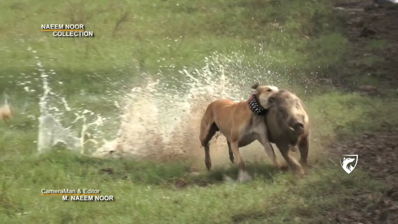 Trained dogs show their full strength!