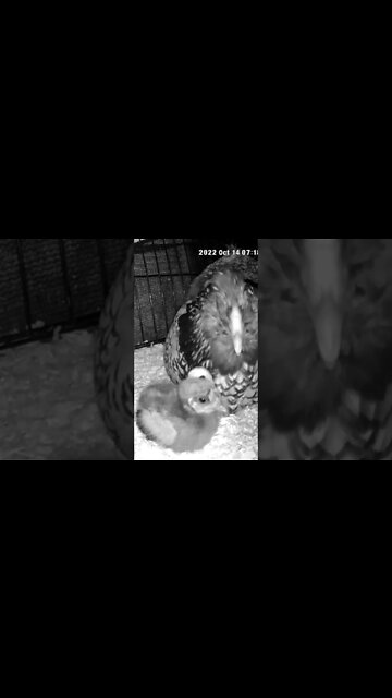 Checking on Chicks abandoned by mother are put in with another hen and her chicks