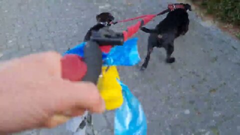 WHEN SCIENTISTS CREATE DOGS: American Sentinel K9 - Lee Robinson DVM Veterinarian