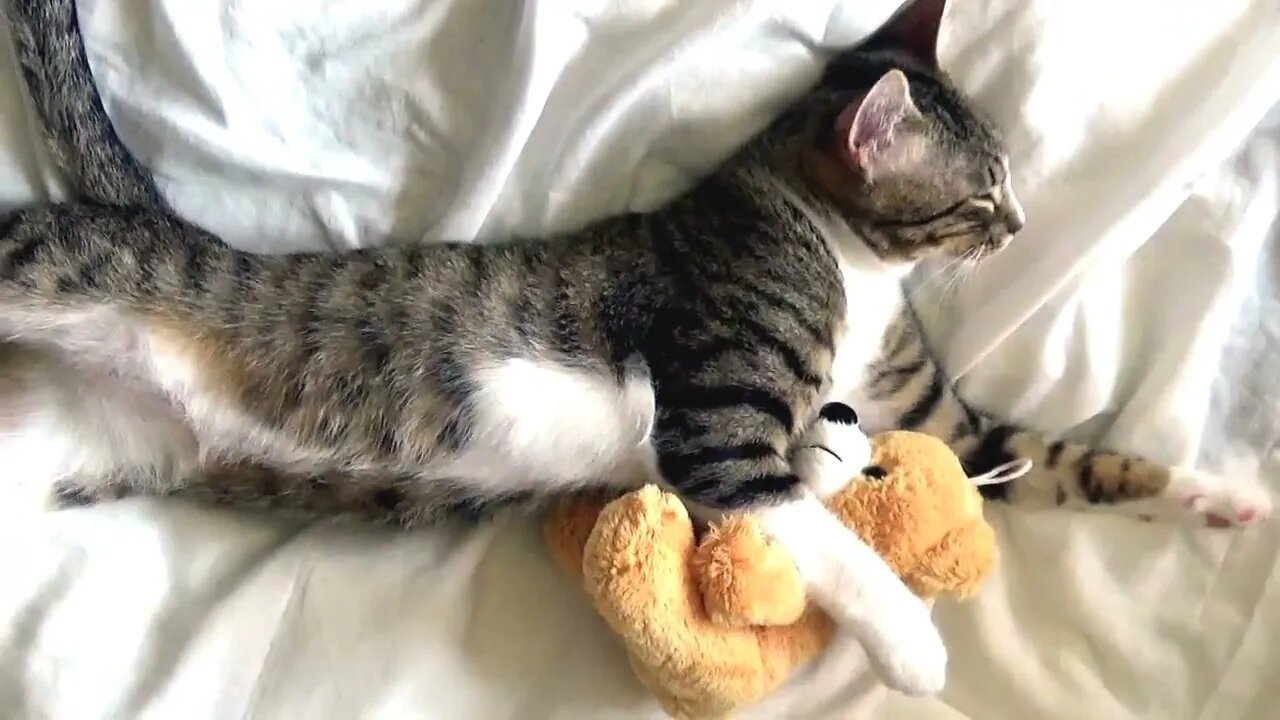 Me and My Paw-orite Toy